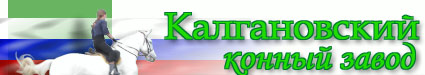 На сайте Вы найдете: историю Калгановского Конного Завода, магазин, много полезной информации о верховой езде. Также здесь есть много ссылок на другие сайты о лошадях, обширная фотогаллерея. Вы сможете узнать последние новости конюшен Лужского района.  